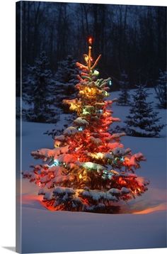 a lit christmas tree in the middle of a snow covered field with evergreen trees behind it