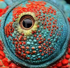 close up view of the eye of an orange and blue lizard