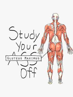 an image of a man's muscles and the text study your glutes maximus off