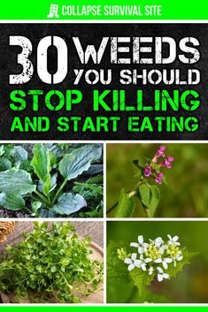 the book cover for 30 weeds you should stop killing and start eating by collage survival site