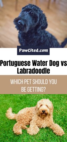 portuguese water dog vs labradodle which should you be getting? infographical