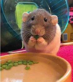 a rodent eating peas in front of a bowl