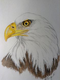 a drawing of an eagle's head with yellow eyes