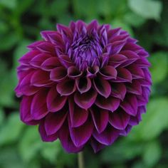 a large purple flower with green leaves in the backgrouund and on the side