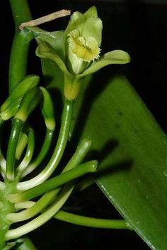 a close up of a flower on a plant with green stems and white stamens