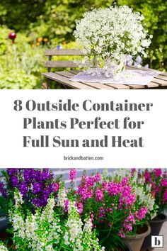 flowers and plants in pots with text overlay that reads 8 outside container plants perfect for full sun and heat