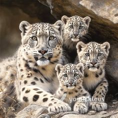 three snow leopards are sitting on the rocks