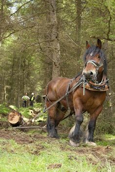 a horse pulling a sleigh in the woods