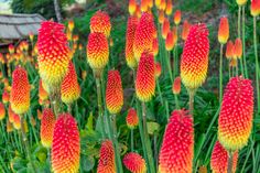 many red and yellow flowers in a garden