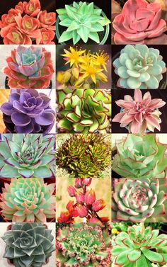 many different types of succulents are shown