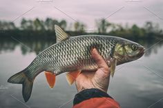 a large fish being held up by a man's hand in front of a body of water