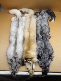 This is a wholesale fox lot listing, buyer will receive 1 of each fox in pictures, Blue fox, Silver fox, and Red fox.  All Winter prime with thick heavy fur.  Buyer will receive all 3 fox for 1 purchase price.  Nice lot for those that are starting a collection, or making crafts.   Fox in pictures are actual fox you will receive.   This fox lot is value priced, if purchased separately, would cost $150+ each.    Fox are number 1 grade, with minimal to no damage.   Measurements for each fox are from tip nose to tip; tail: Blue..53 inches Red...57 inches Silver..59 inches Nice soft tanned clean hide with thick heavy fur and nice coloring Will work great for craft use, wall hanging, hats mittens, fur trim, etc. Free shipping to USA only. Wolf Queen, Pictures Blue, Hanging Hats, Red And Silver, Making Crafts, Silver Fox, Red Fox, Art Beautiful, Fur Trim