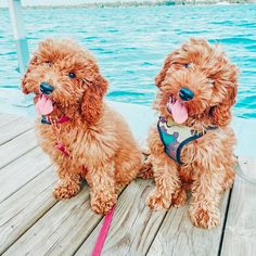 two brown dogs sitting on top of a wooden dock next to the ocean with their tongue hanging out