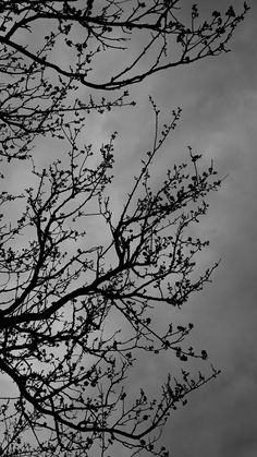 black and white photograph of tree branches against cloudy sky