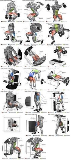 the muscles and their functions are shown in this diagram, which shows how they work