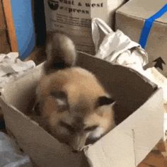 a small dog sitting inside of a box on top of a floor next to boxes