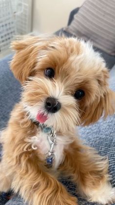 a small brown dog sitting on top of a person's lap