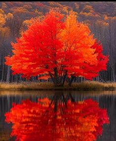 an orange tree is reflected in the still waters of a lake surrounded by trees with red leaves