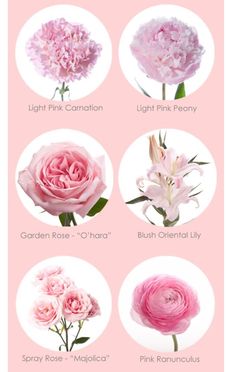 the different types of flowers are shown in this graphic style, including pink carnations and