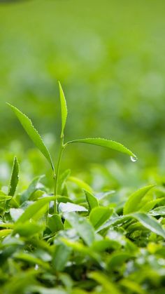 a small green plant sprouts from the ground in front of a blurry background