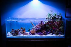 an aquarium filled with lots of different types of corals and algae in the dark