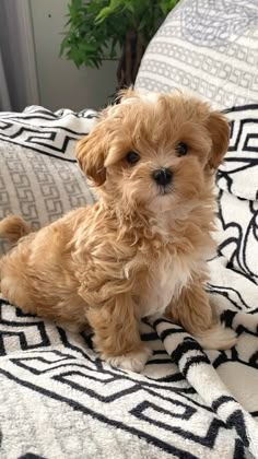 a small brown dog sitting on top of a bed