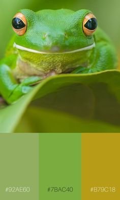 a green frog sitting on top of a leaf next to a yellow and green color scheme