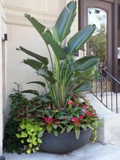 a large potted plant sitting on the side of a building next to a stair case