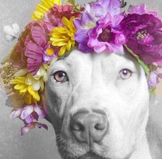 a dog wearing a flower crown on its head with flowers in it's ears