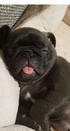 a small black pug laying on top of a white blanket next to a stuffed animal