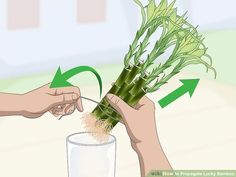 How to Propagate Lucky Bamboo: 14 Steps (with Pictures) - wikiHow Lucky Bamboo Decor, Bulbs In Water, Bamboo Growing, Bamboo Species