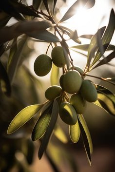 an olive tree branch with green olives on it