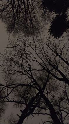 looking up at the tops of bare trees