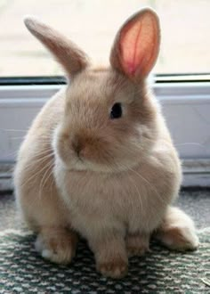 a small rabbit sitting on top of a rug next to a window sill and looking at the camera