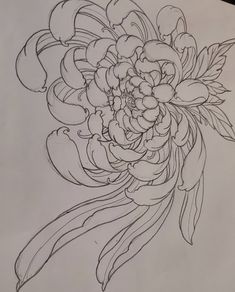 a pencil drawing of a flower on paper