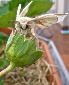 a white moth sitting on top of a green flower