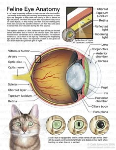 an eye diagram showing the different parts of the iris and what they are labeled in