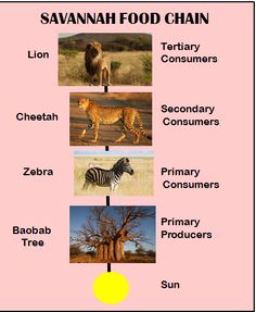 the savannah food chain includes zebras, lion, cheetah, zebra tree and other animals