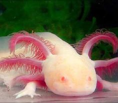 a white and pink fish with long legs