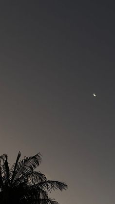 the moon is seen in the sky above palm trees