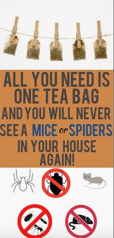 a sign that says all you need is one tea bag and you will never see a mice or spider in your house again