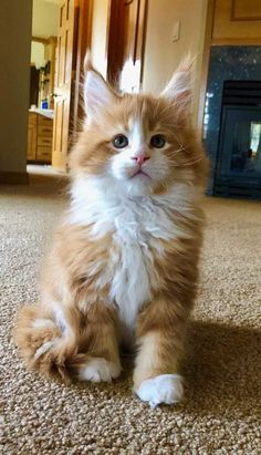 an orange and white cat sitting on top of a carpeted floor next to a fire place