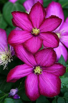 purple flowers with yellow stamens in the center and green leaves on the other side