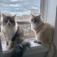 two cats are sitting on a window sill