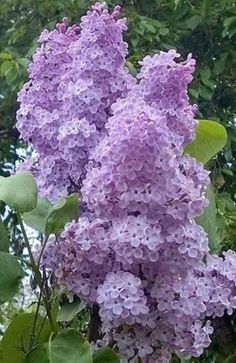 purple lilacs are blooming on the tree in front of some green leaves and trees