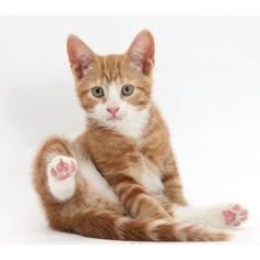 an orange and white kitten laying down with its paws spread out to look at the camera