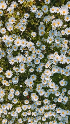 blue and yellow daisies are in the middle of green grass, with small white flowers