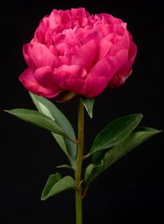 a single pink flower with green leaves on a black background in front of a dark backdrop