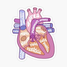 the human heart sticker is shown in pink and blue, with words written on it