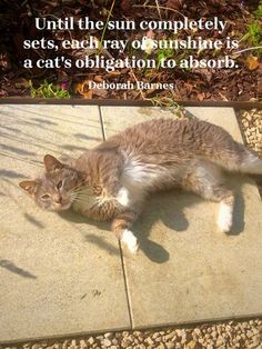 a cat laying on the ground with a quote above it